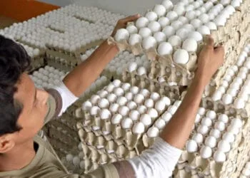 République Dominicaine : petits et moyens producteurs déposeront des milliers d’œufs pourris sur la place des fermiers
