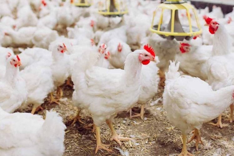 République Dominicaine : « des millions de poules seront bientôt abattues… », se plaignent des producteurs